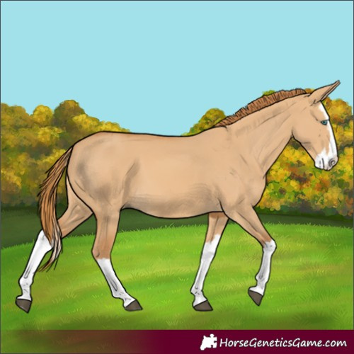 Horse Color:Red Dun Splash 