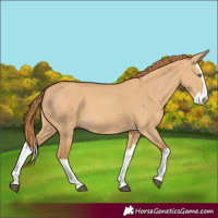 Horse Color:Red Dun Splash 