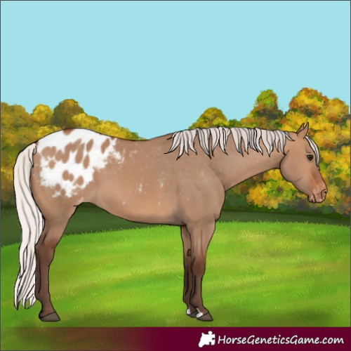 Horse Color:Silver Brown Dun Blanket