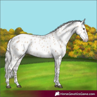Horse Color:Silver Brown Dun Appaloosa