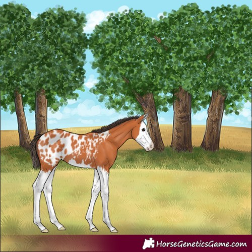 Horse Color:Bay Splash Appaloosa 