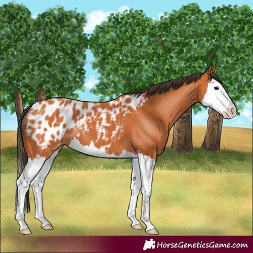 Horse Color:Bay Splash Blanket