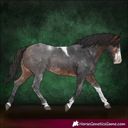Horse Color:Brown Sabino Tobiano