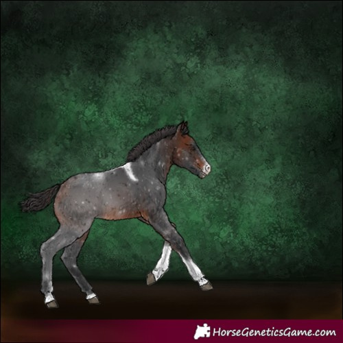 Horse Color:Brown Sabino Tobiano 