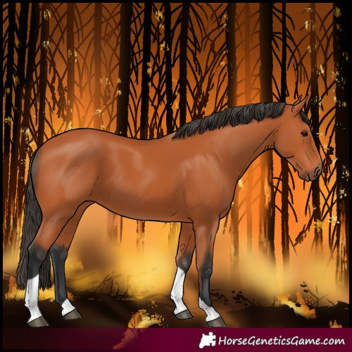 Horse Color:Bay Tobiano 