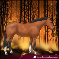 Horse Color:Bay Tobiano 