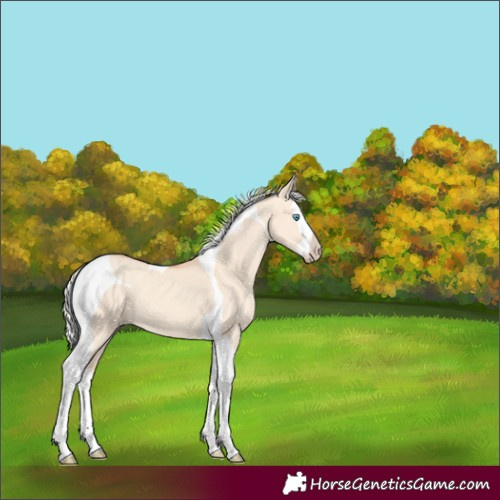 Horse Color:Silver Amber Champagne Dun Splash Tobiano 