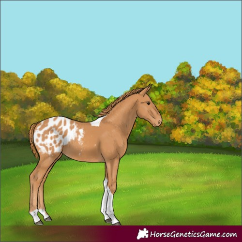 Horse Color:Chestnut Splash Tobiano Appaloosa 