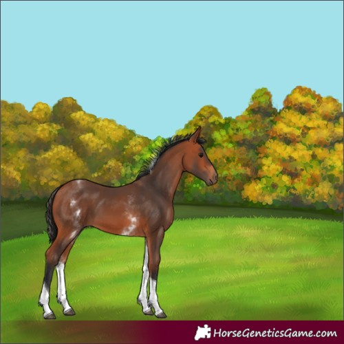 Horse Color:White Spotted Bay Tobiano