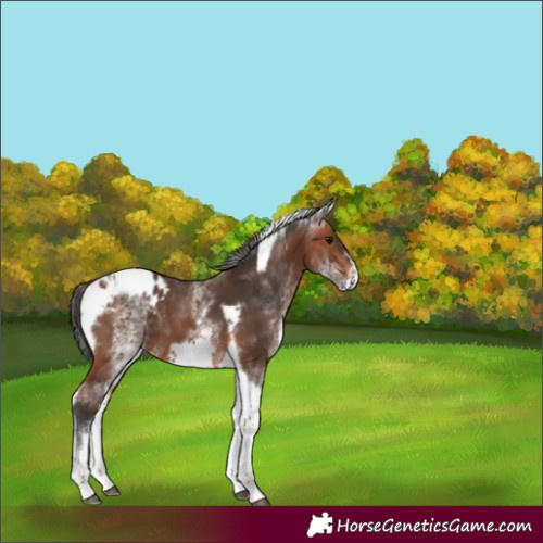 Horse Color:White Spotted Bay Tobiano Frame Appaloosa