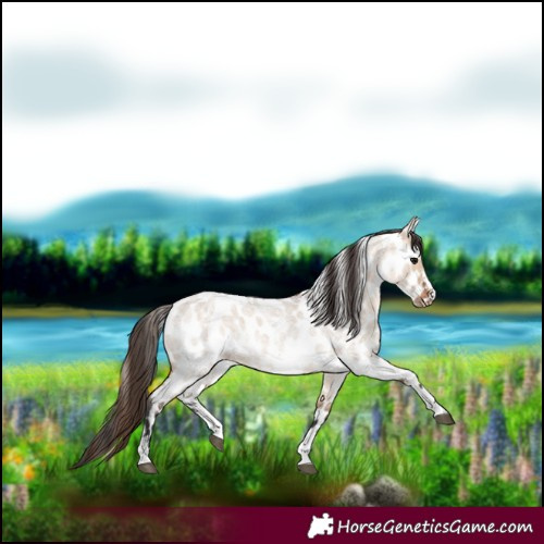 Horse Color:Bay Roan Dun Sabino Leopard Rabicano