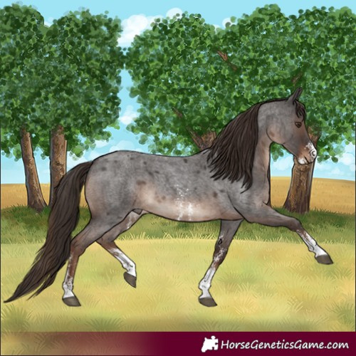 Horse Color:Liver Red Roan Sabino