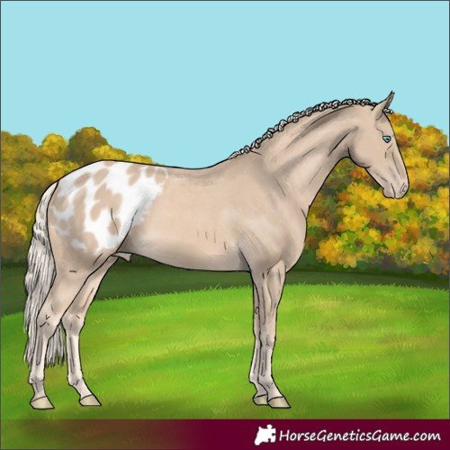 Horse Color:Cremello Appaloosa
