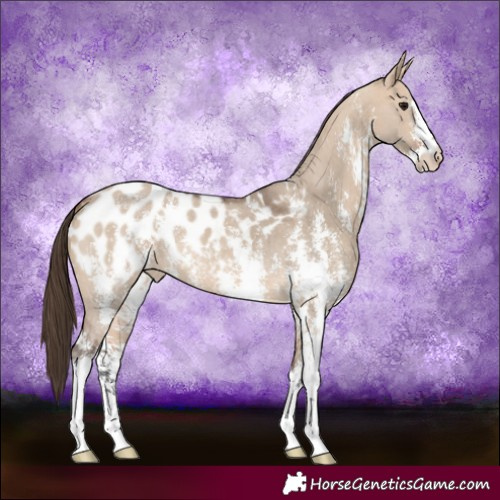 Horse Color:Bay Dun Sabino Blanket 