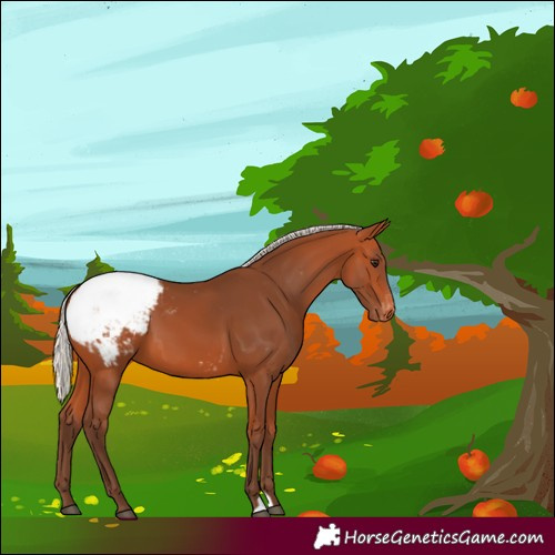 Horse Color:Silver Bay Appaloosa 
