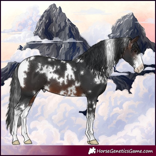 Horse Color:White Spotted Brown Sabino 