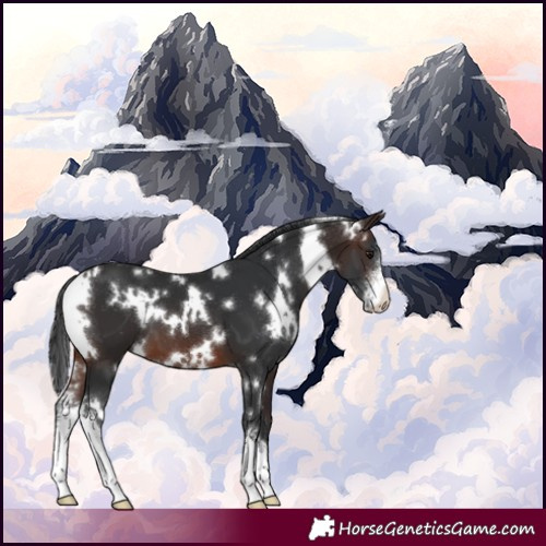 Horse Color:White Spotted Brown Sabino 