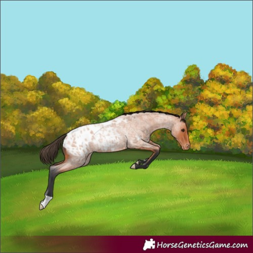 Horse Color:Bay Roan Appaloosa 