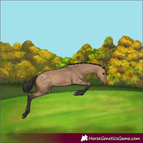 Horse Color:Bay Dun Rabicano 