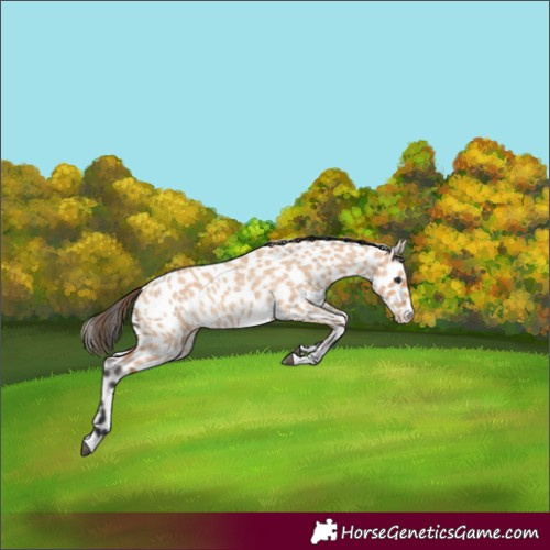 Horse Color:Bay Roan Dun Leopard