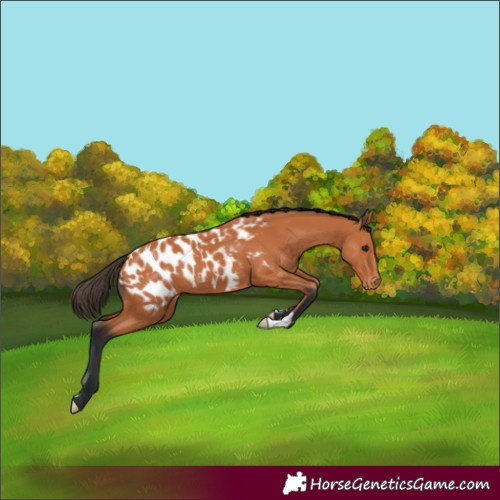 Horse Color:Bay Appaloosa