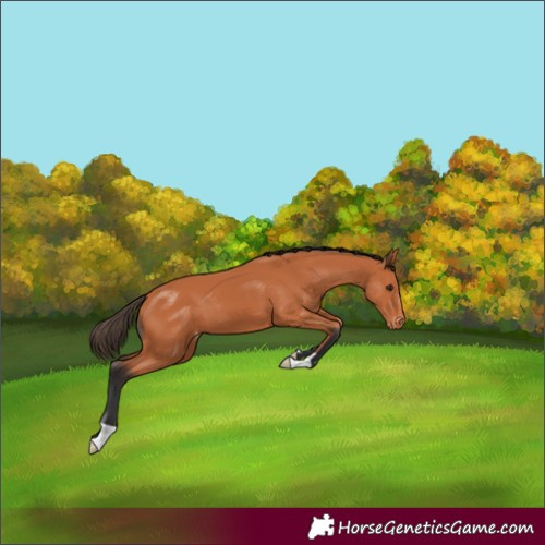 Horse Color:Bay Varnish