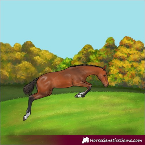 Horse Color:Bay Tobiano