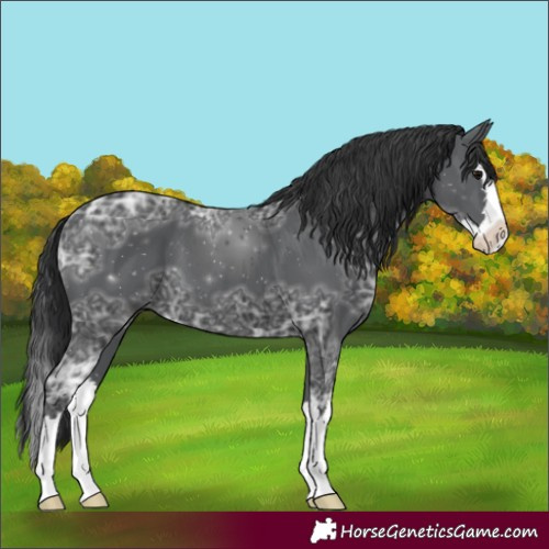 Horse Color:Black Ice Splash