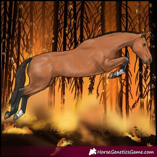 Horse Color:Bay Rabicano 