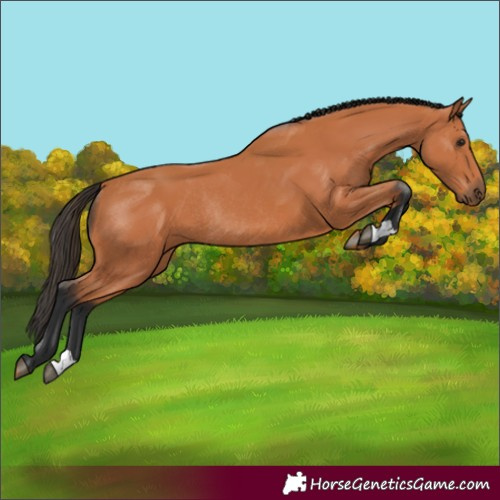 Horse Color:Bay Rabicano
