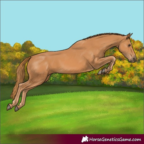 Horse Color:Chestnut Rabicano 