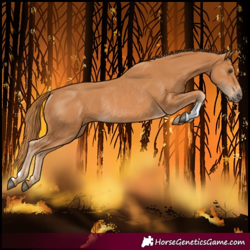 Horse Color:Chestnut Rabicano