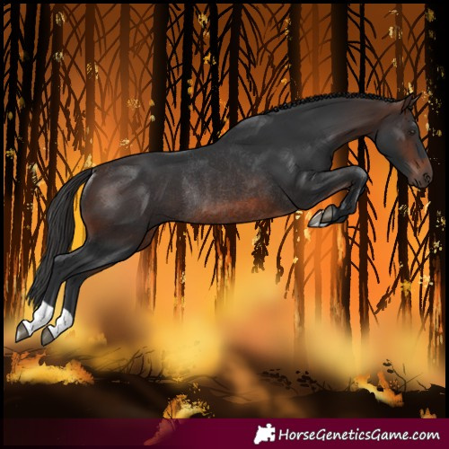 Horse Color:Brown Rabicano 