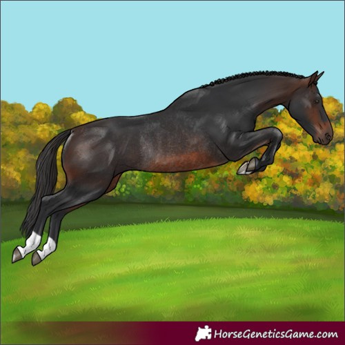 Horse Color:Brown Rabicano