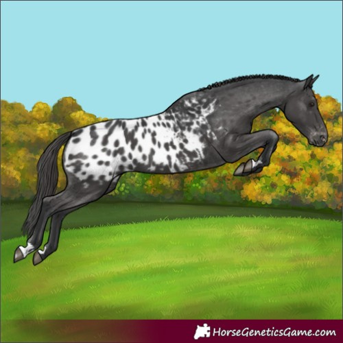 Horse Color:Black Appaloosa