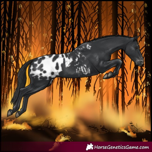 Horse Color:Black Blanket 