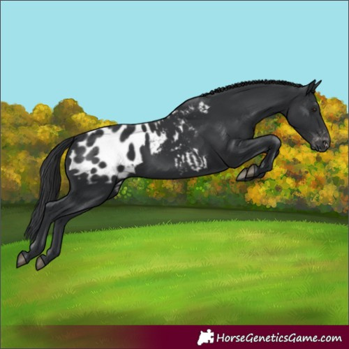 Horse Color:Black Appaloosa