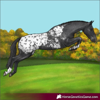 Horse Color:Black Appaloosa 