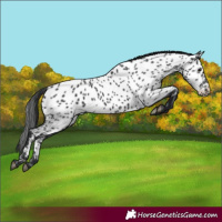 Horse Color:Black Appaloosa 