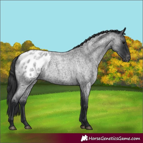 Horse Color:Blue Roan Appaloosa 
