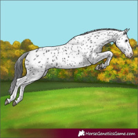 Horse Color:Black Appaloosa 