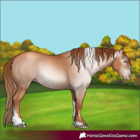 Horse Color:Gray Gold Champagne Tobiano