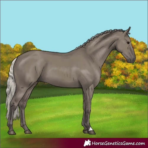 Horse Color:Silver Grullo