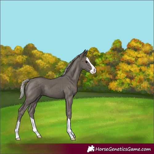 Horse Color:Silver Black Splash