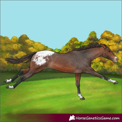 Horse Color:Bay Appaloosa