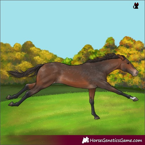 Horse Color:Bay Varnish
