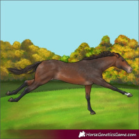 Horse Color:Bay Appaloosa