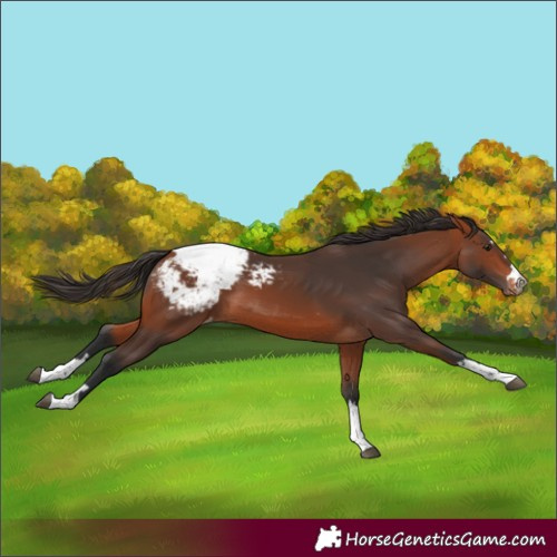 Horse Color:Bay Appaloosa 