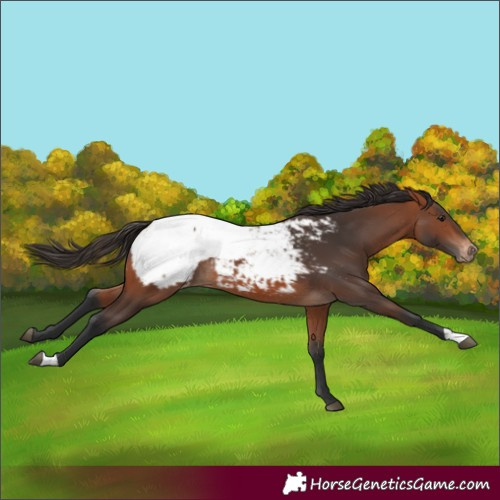 Horse Color:Bay Appaloosa 