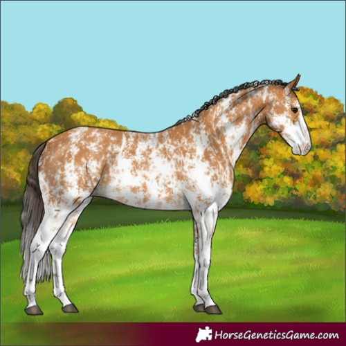 Horse Color:Buckskin Sabino Rabicano  and Buckskin Sabino Rabicano 